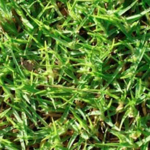 Eureka Kikuyu